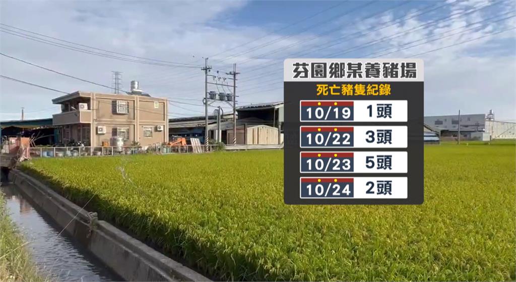 鬆口氣! 彰化芬園養豬場4死豬送驗初步排除染非洲豬瘟