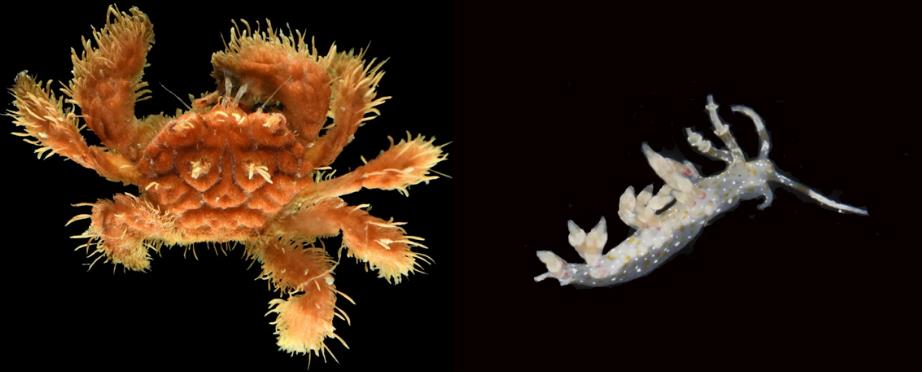 深海驚現全身長毛螃蟹？美團隊潛入「暮光區」撈出20種怪奇物種