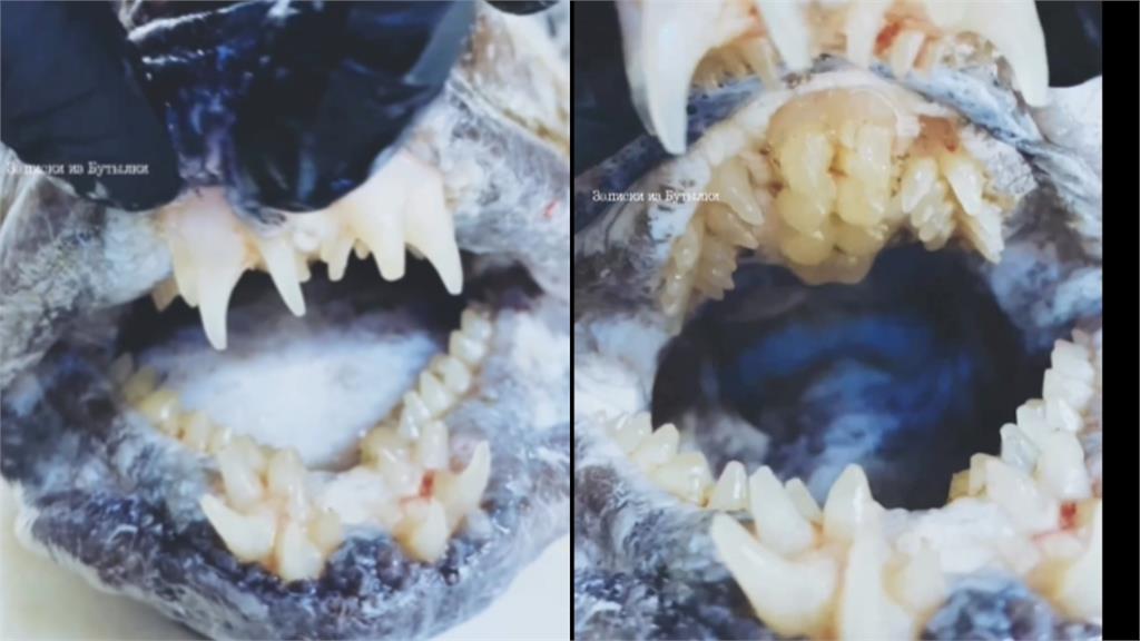 「深海怪魚」震撼神釣手！一張嘴「百顆人牙現蹤」專家揭超反差身分