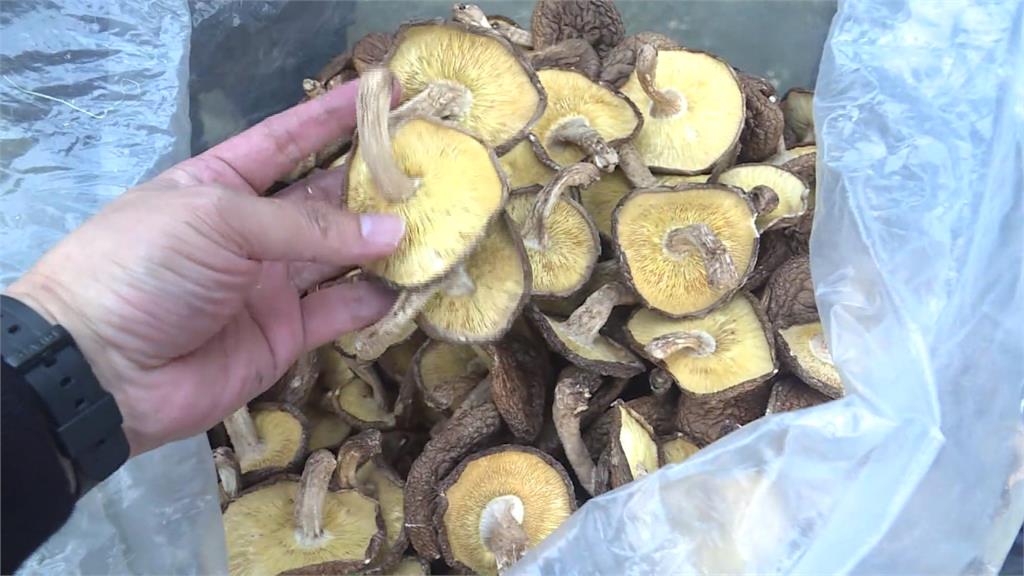 經濟與環境的平衡　羅東推廣栽種段木香菇