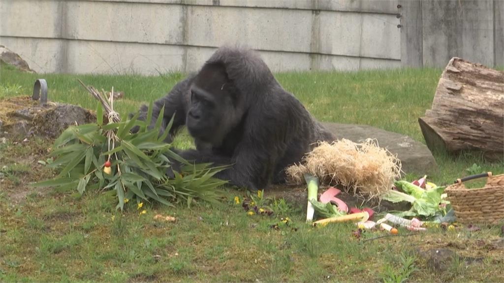 最長壽大猩猩! 德國柏林動物園 「高齡69歲」大猩猩歡慶生日