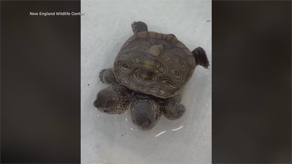 極罕見!麻州「雙頭鑽紋龜」現蹤 體重等同1枚鎳幣