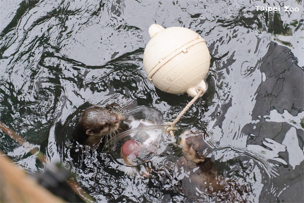 快新聞/大貓熊也過元宵節? 北市動物園備「塑膠湯圓」海廢浮球變玩具