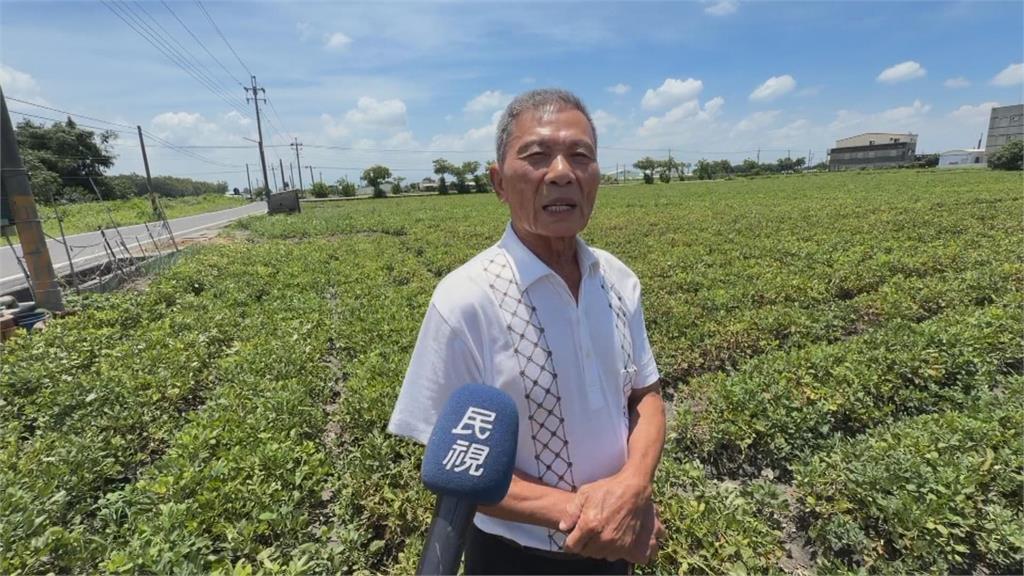 雲林花生藤農廢變飼料 水牛安養中心「用吃的消滅它」