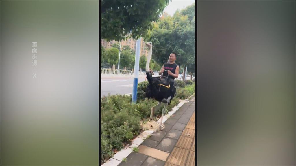 中國出現「騎鴕鳥」奇特景象　聲稱比電動車更快、更環保？
