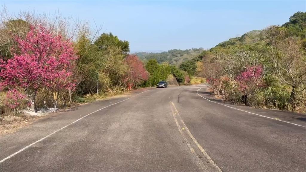 載孫賞花！　苗栗嬤開車衝櫻花林　骨折受困　3童嚇壞