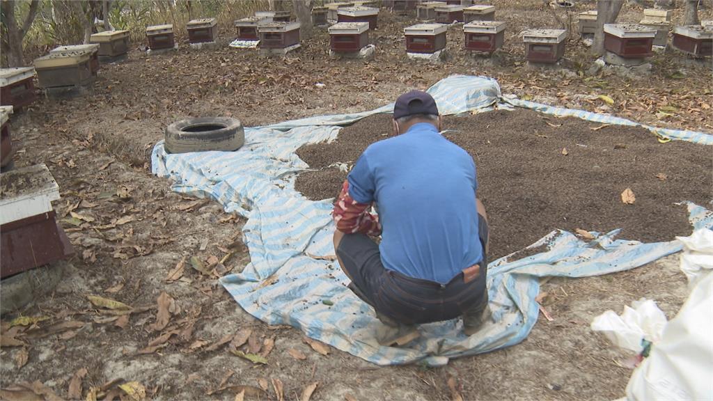 一百多箱蜜蜂慘遭「滅門」! 被毒殺?蜂箱有怪異白色粉末
