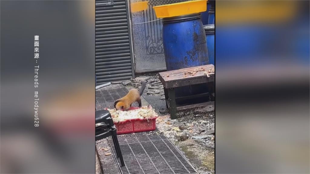 排雲山莊驚見黃猴貂吃廚餘buffet 恐傳染疾病 玉管處承諾加強改善