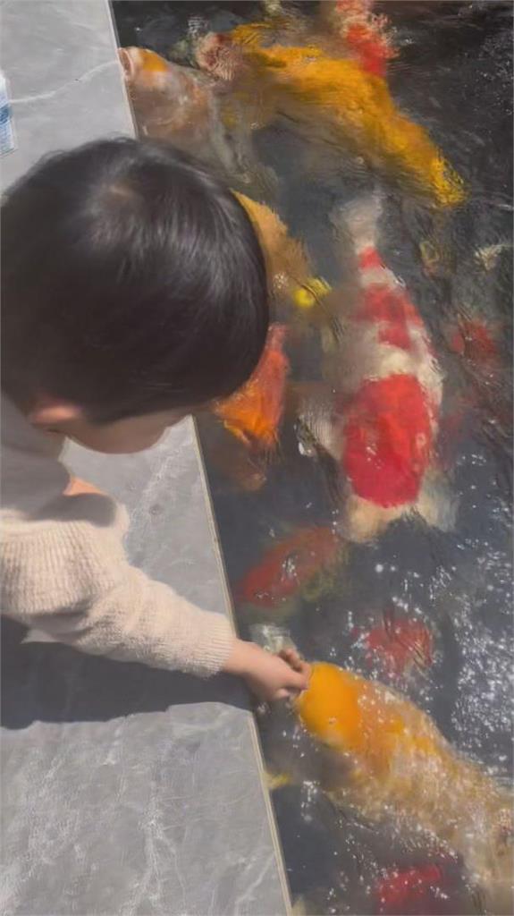 阿嬤養的?中國錦鯉「肥到像豬」荒謬片瘋傳 網笑虧:不過就是幾艘魚
