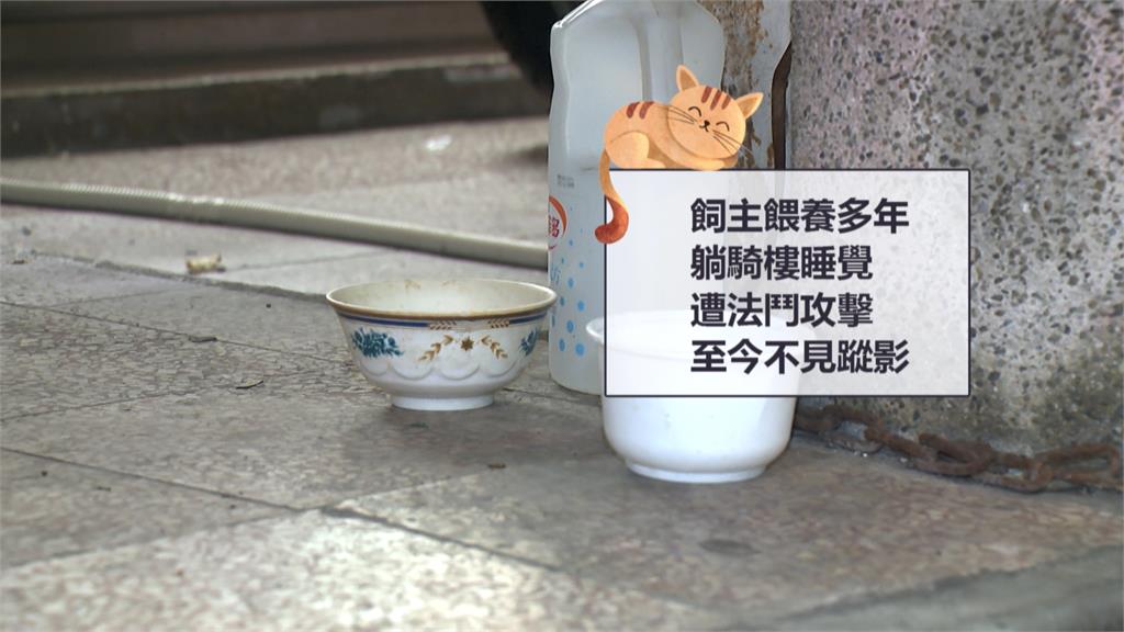 嚇死!貓咪躺騎樓「遭法鬥狂咬」 貓飼主怒:狗主人至今沒一句道歉
