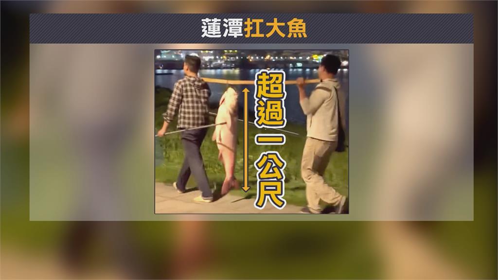 高雄2男扛大頭鰱炫耀逛大街 觀光局示警!