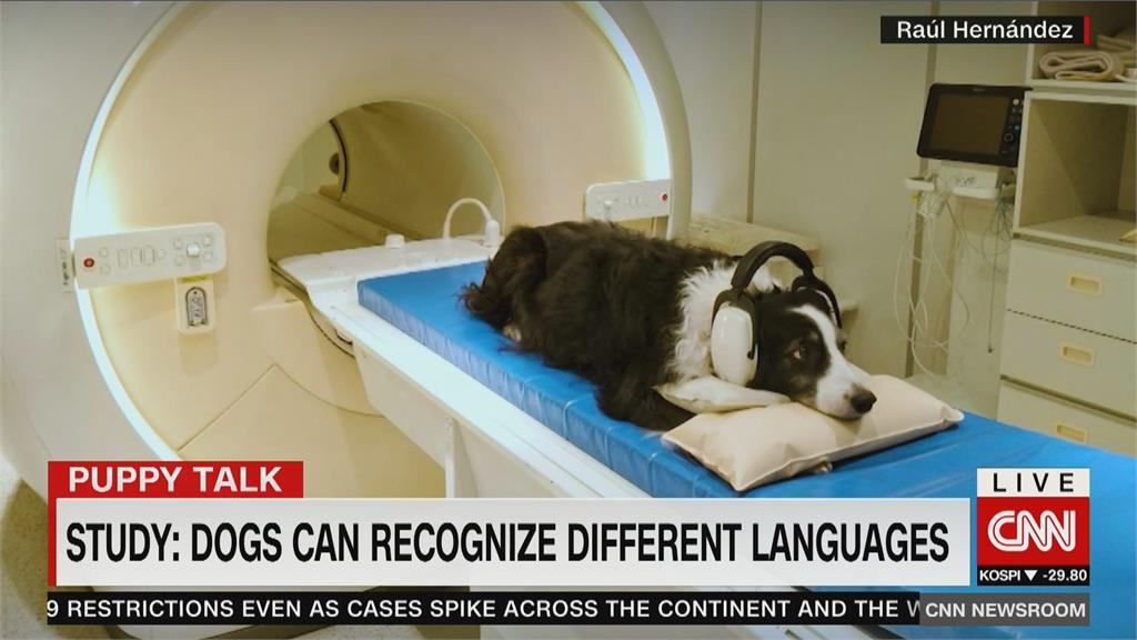 聽懂指令不稀奇　研究發現狗狗能分辨「不同語言」