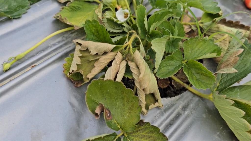 大湖草莓疑感染「細菌性角斑病」 農會:受損面積至少三成