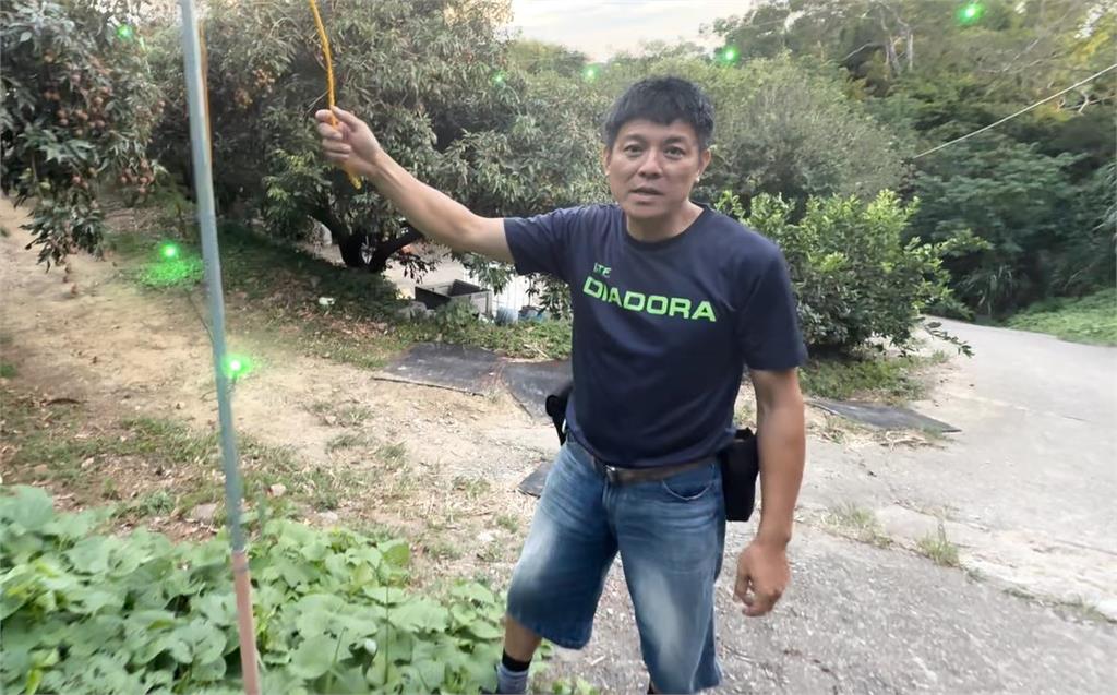 新竹果園導入綠色LED燈以光驅蟲　荔枝品質與產量更升級