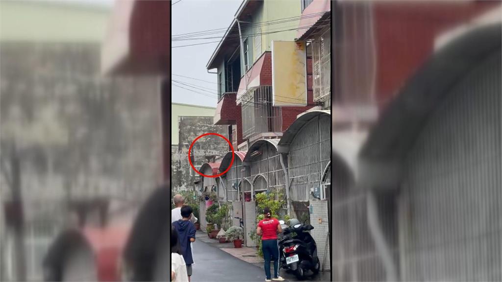 抓不到！獼猴出沒台南住宅區　一見麻醉槍就開溜