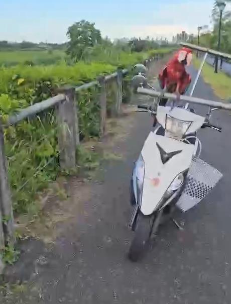 破壞定位！金剛鸚鵡放飛遭抓走　飼主怒告男「強行奪鳥」