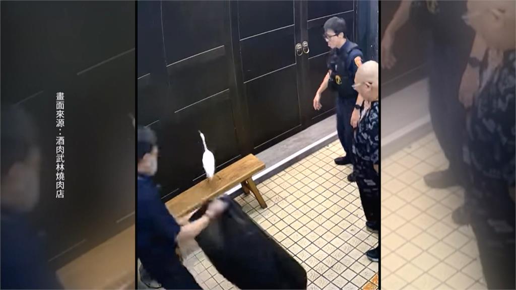 高雄驚見白鷺鷥亂竄! 員警化身「捕鳥大隊」穿梭車陣抓捕