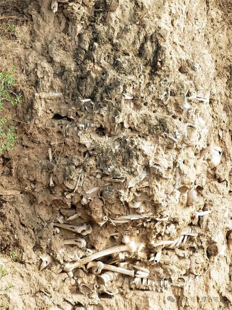 中國驚見「大量人類白骨」高掛山壁！「脊椎、頭骨超清晰」震撼畫面曝…官方出手了