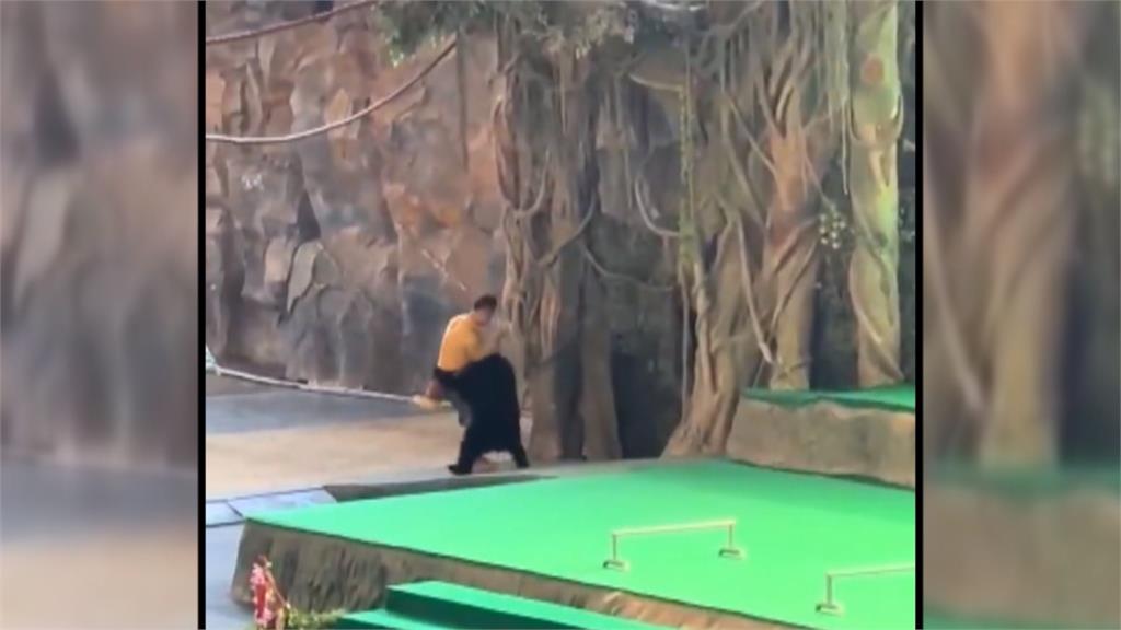 中國杭州動物園黑熊演突撲向馴養員 鸚鵡竟大叫「撒手」