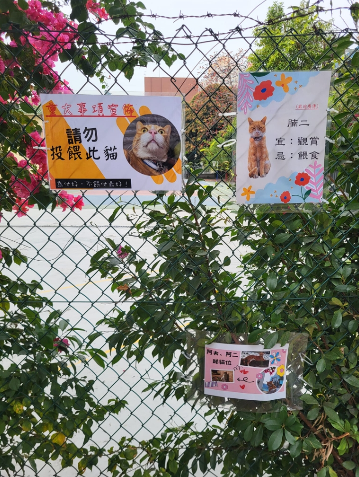 胖橘又闖禍?太貪吃「被通緝」紅到海外 真面目曝光網秒懂