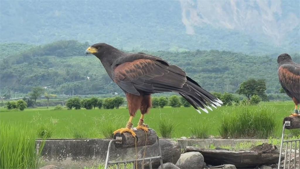 友善驅鳥師　訓練猛禽改變活動範圍、溫和方式驅離農地
