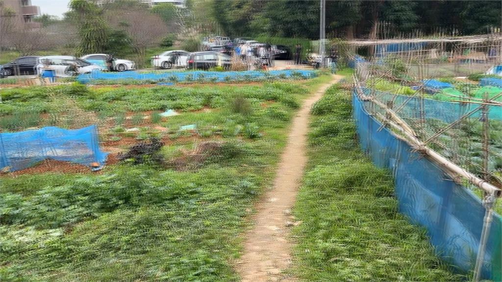 林口菜園驚傳砍人案！　7旬菜農「身中4刀」凶嫌新莊遭逮