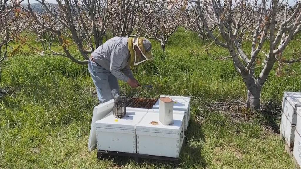 空氣潮濕沒出來「嗡嗡嗡」　怕蜜蜂餓死　加州蜂農趕緊餵糖漿