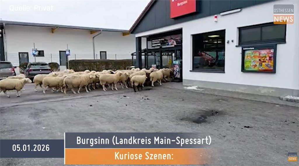 綿羊大軍擠爆超市留下一地混亂！店家：已清潔完畢「不會收取損失賠償」