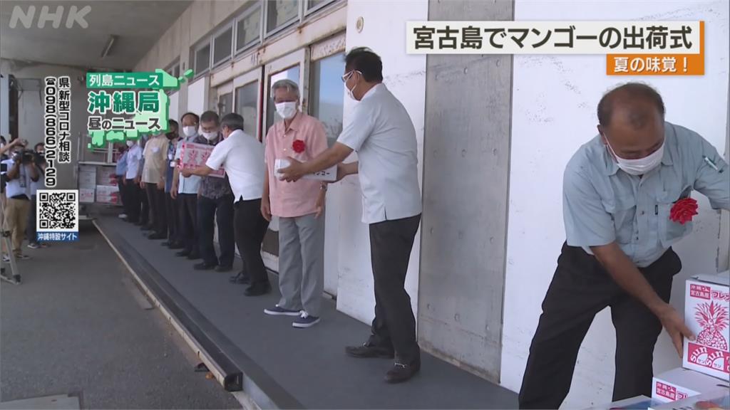 沖繩宮古島正值芒果產季 創立芒果共和國大力推銷