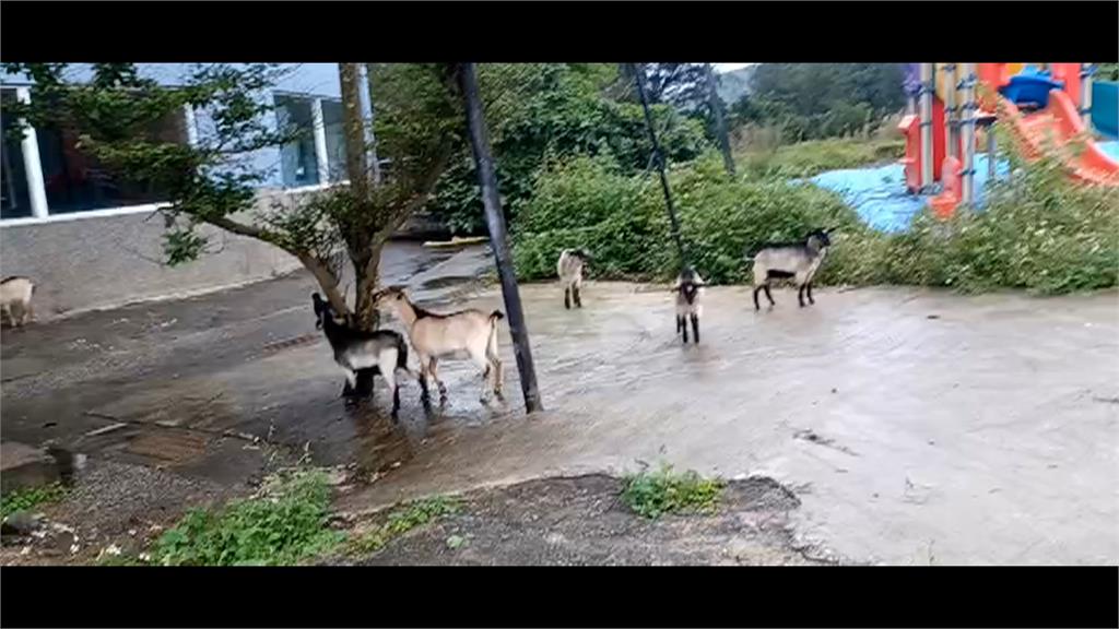 惡劣!遊客繩索綑綁還踹梅花鹿 綠島人炸鍋、遊客道歉了