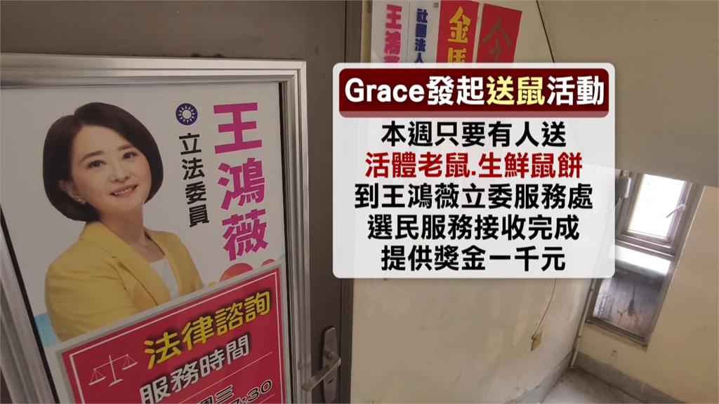 王鴻薇「造鼠說」惹議　Grace「送鼠活動」　活捉送服務處有賞