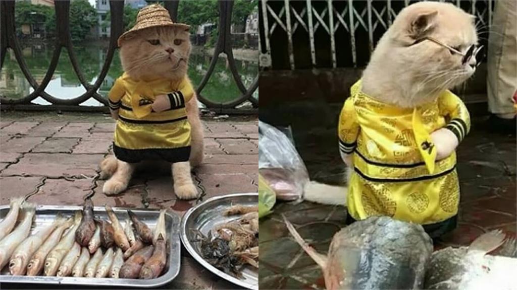 真的不是AI!「站著賣魚」龍袍貓魚販爆紅 主人親揭市場擺攤內幕