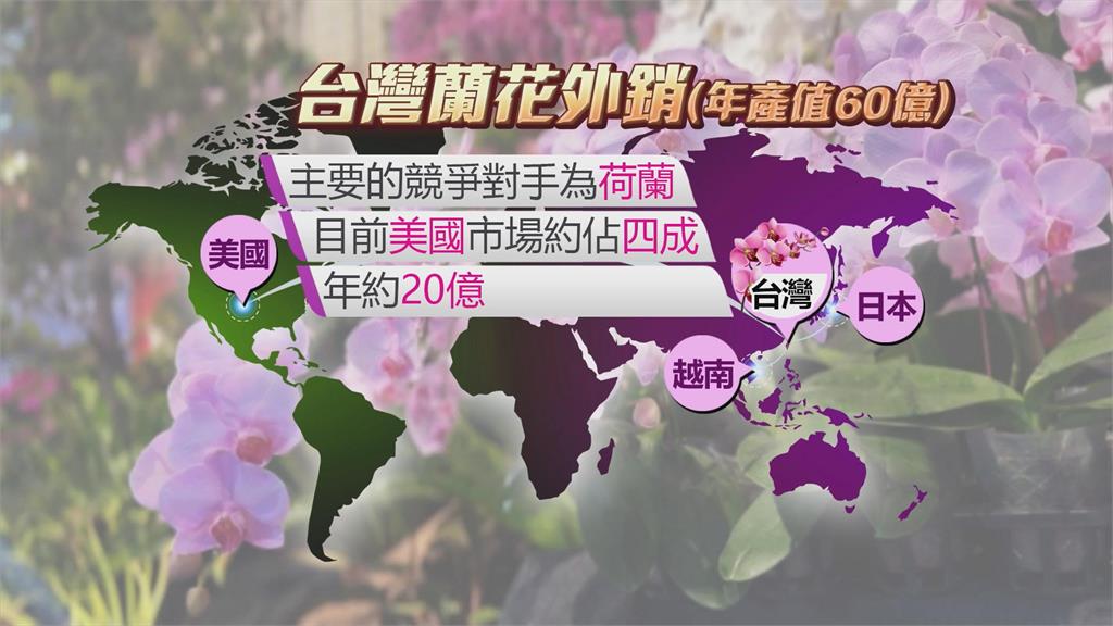對等關稅20%衝擊蘭花業者　台灣4成蘭花輸美戰略布局大受考驗