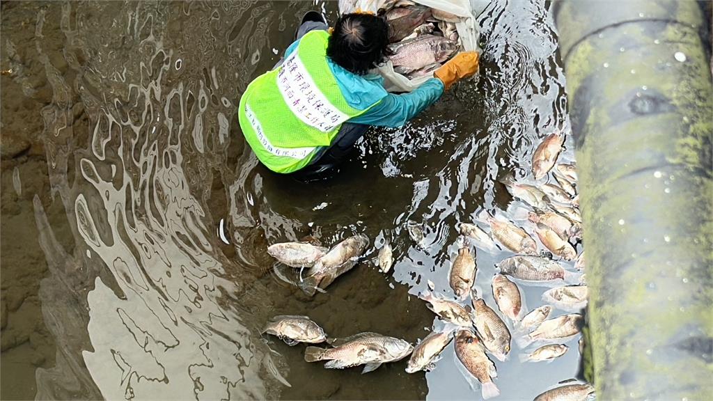 疑高溫水中溶氧量不足！　基隆鶯歌溪近萬尾魚暴斃