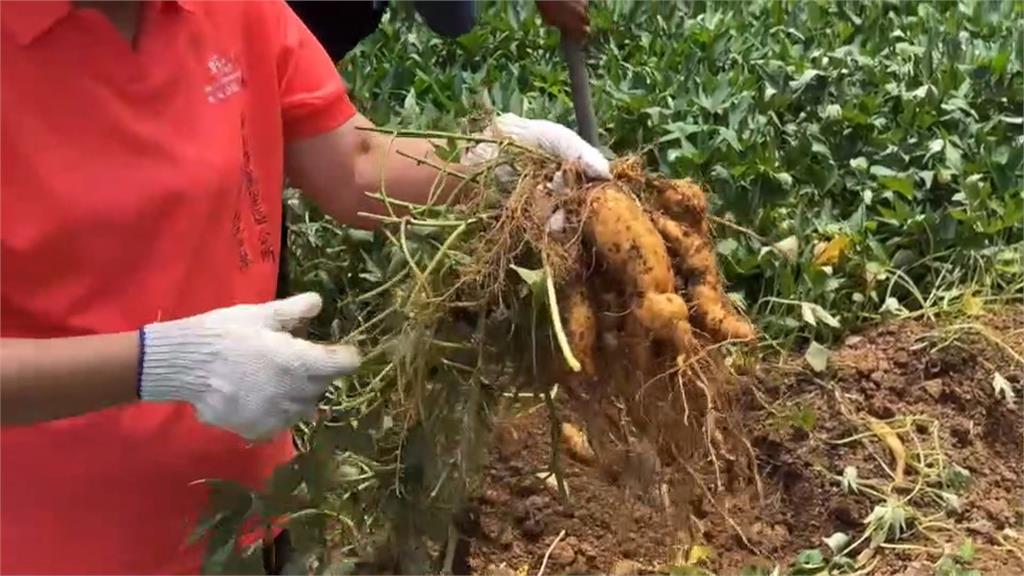萬里地瓜季開跑! 萬里蟹造型地瓜麵包「瓜」旋風