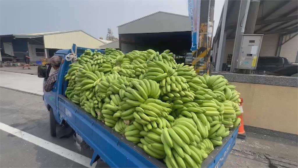 「蕉」慮！香蕉價格崩跌　屏東蕉農忙至集散場交貨