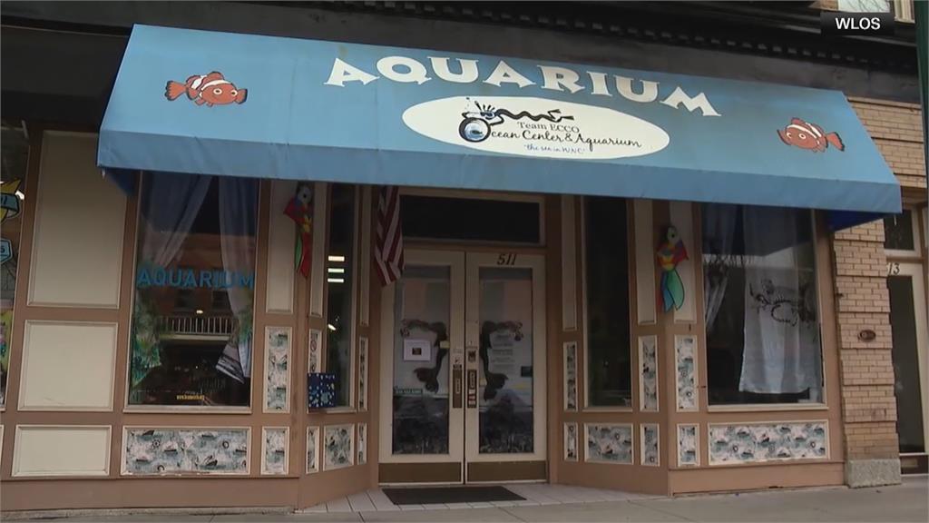 罕見單性生殖? 美國水族館唯一魟魚懷孕