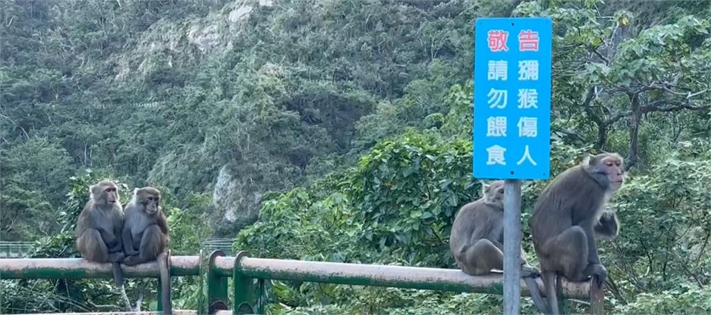 台東泰源出現光禿白猴! 旅客擔憂傳染病
