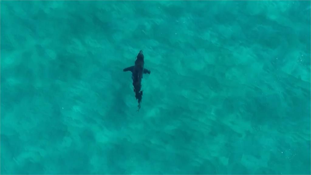 澳洲48小時內4起鯊魚攻擊事件　釀12歲男童、20歲男重傷