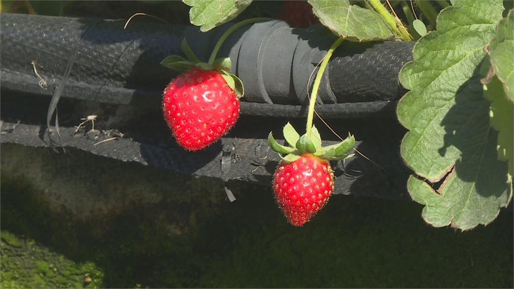 採草莓了！　善化草莓「天氣熱」早熟　採果提前登場