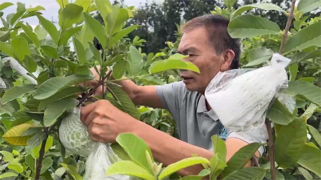 青蔥、芹菜、牛番茄破百元　民眾：菜比肉貴