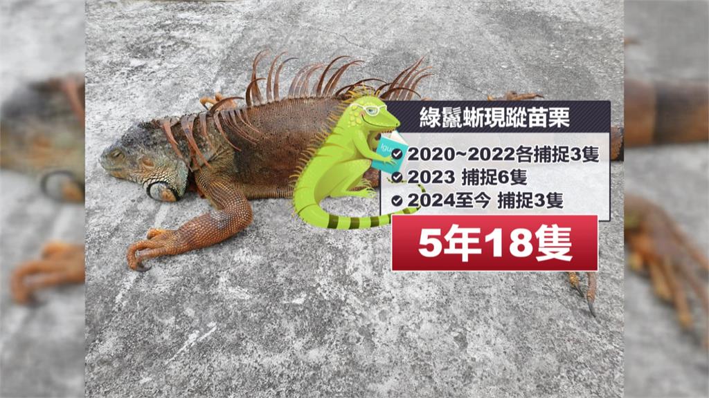綠鬣蜥之亂揮軍北上? 苗栗農業處5年捕捉18隻