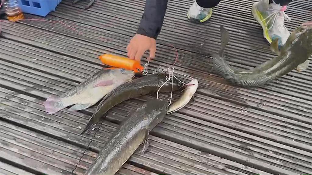 兇猛沒天敵!泰國鱧入侵羅東林場 釣魚競賽盼移除外來種