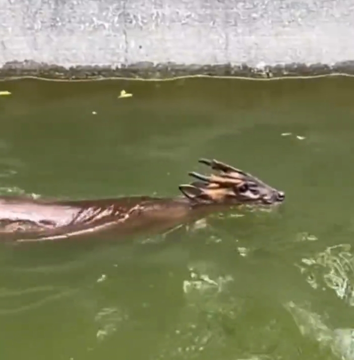 傳說神獸下凡？水池驚見「龍頭鹿身」謎樣生物　真實身分出爐超稀有