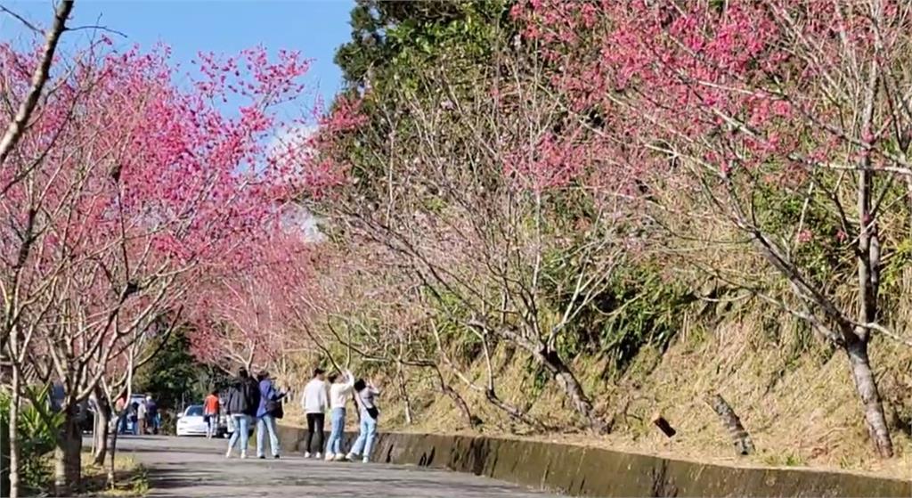 最美櫻花大道!宜蘭燈篙林道 民眾走春猛拍