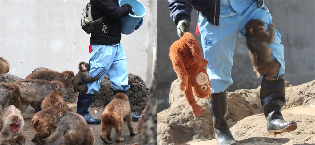 小猴「緊抱娃娃」畫面瘋傳！園方揭開「棄養身世」惹哭網友：希望快點長大