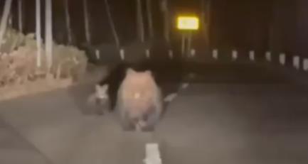 日北海道大棕熊暴衝對車狂追!後方懸崖駕駛嚇壞「打錯檔」驚悚影片曝