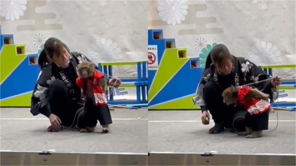 日本訓練師「暴揍猴子」52秒驚悚影片曝　負責人急道歉：加強員工訓練