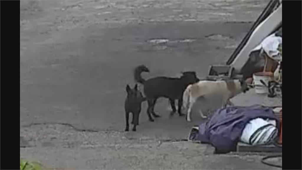 厲害!警用三隻雞腿 順利擺平藥頭3隻警戒犬