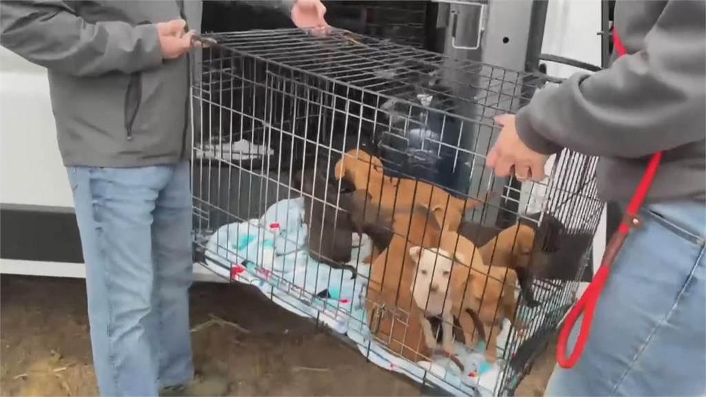 冬季風暴前美動保顧動物　救出近300隻狗狗